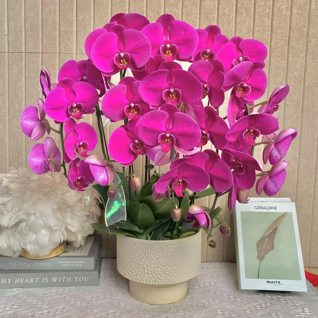 幽梦 大辣椒 紫红色蝴蝶兰 年宵花 乔迁开业花卉组盆 真花