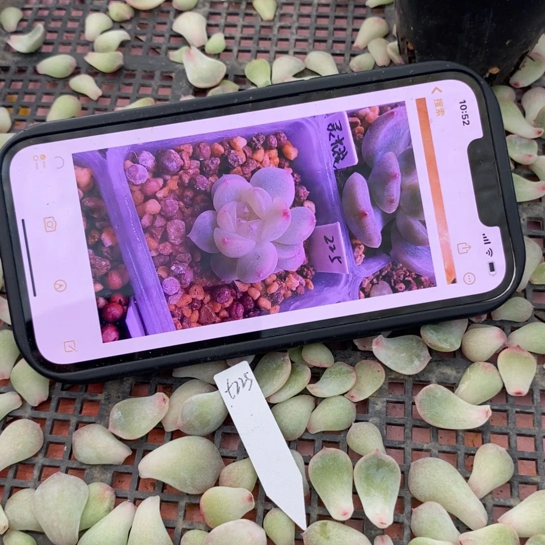 纯叶片甜心225一片多肉叶子