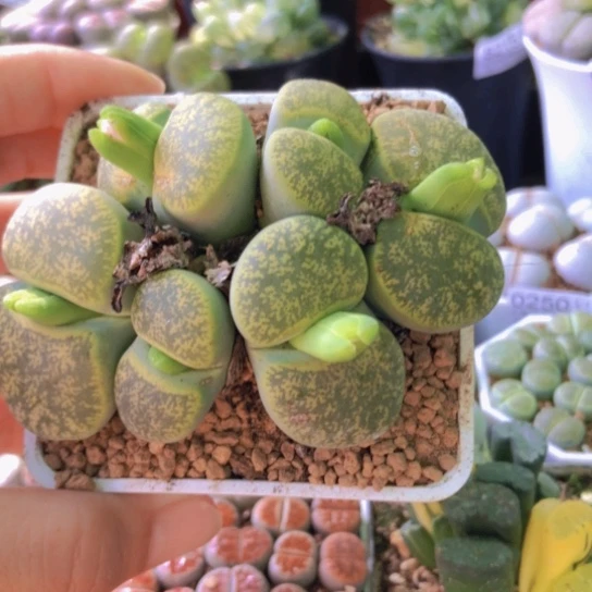 0195，10年群如如一物一拍