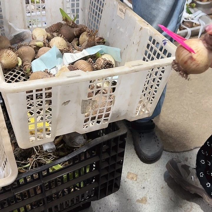 花瓣衬裙4.5公分自然球