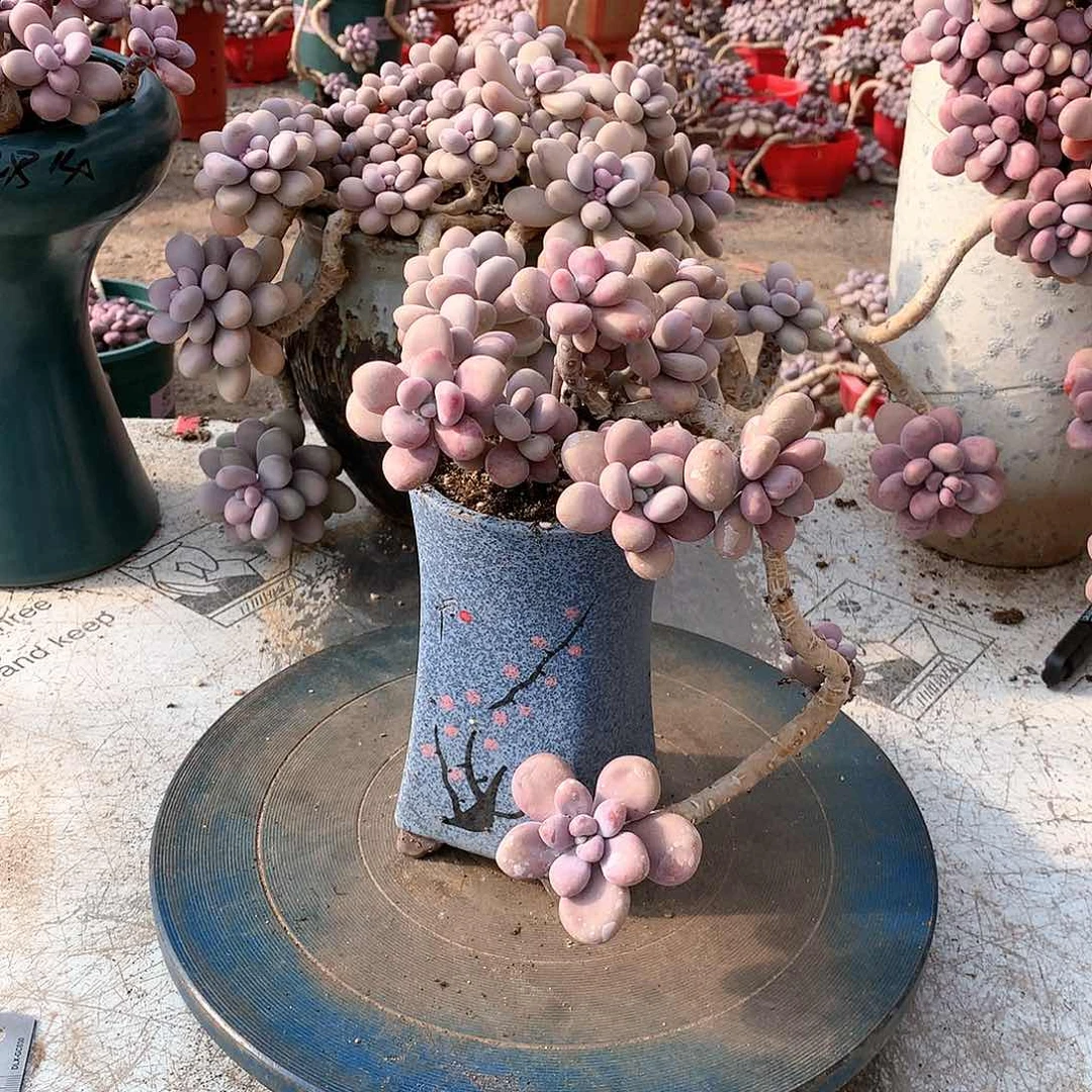 11一物一拍桃蛋老桩不带盆