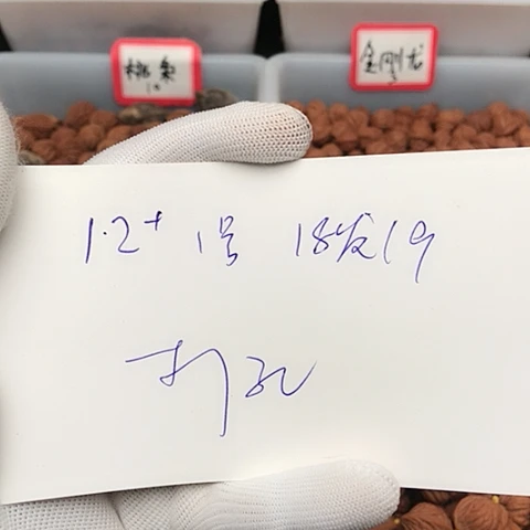 桃核吊坠向***发龙纹桃核的搭配