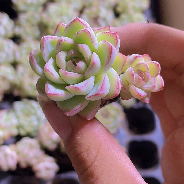 56精品红女王2颗一组