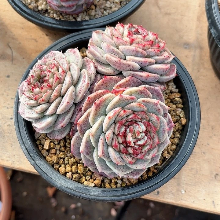 儿**冬多肉植物，天鹅绒