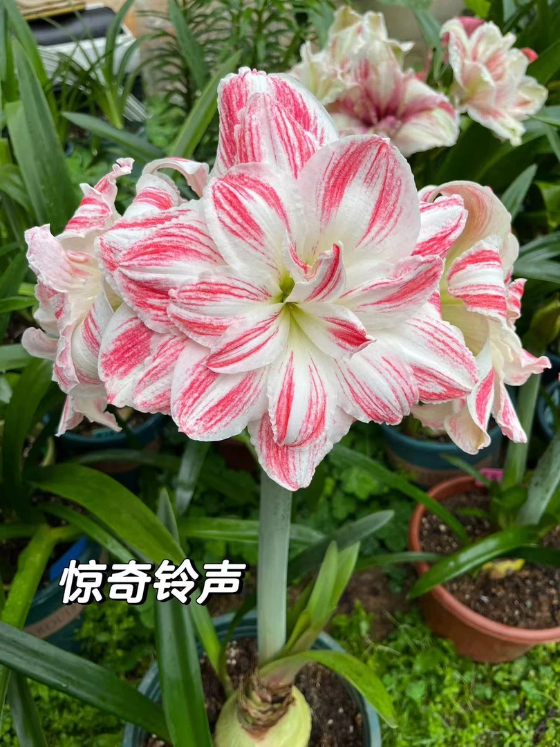 惊奇铃声 新人粉丝福利 对版朱顶红种球自然球