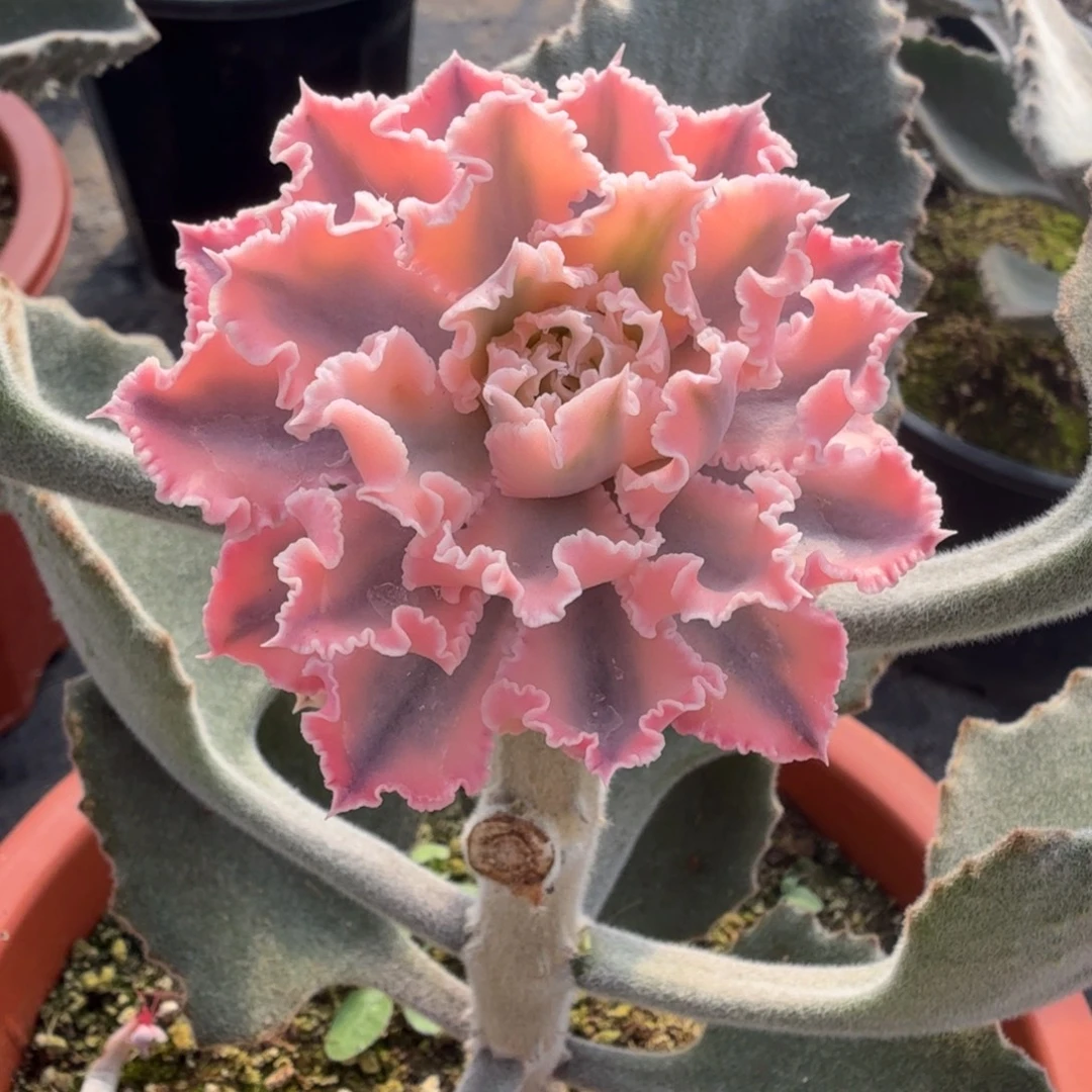 晚霞之舞 安吉园艺