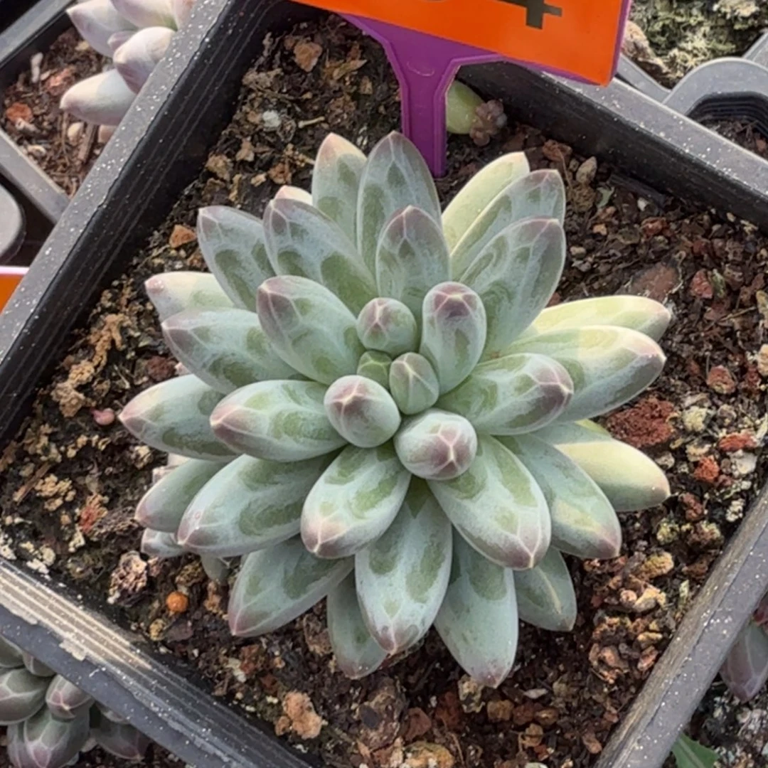 伊卡鲁斯一物一拍434