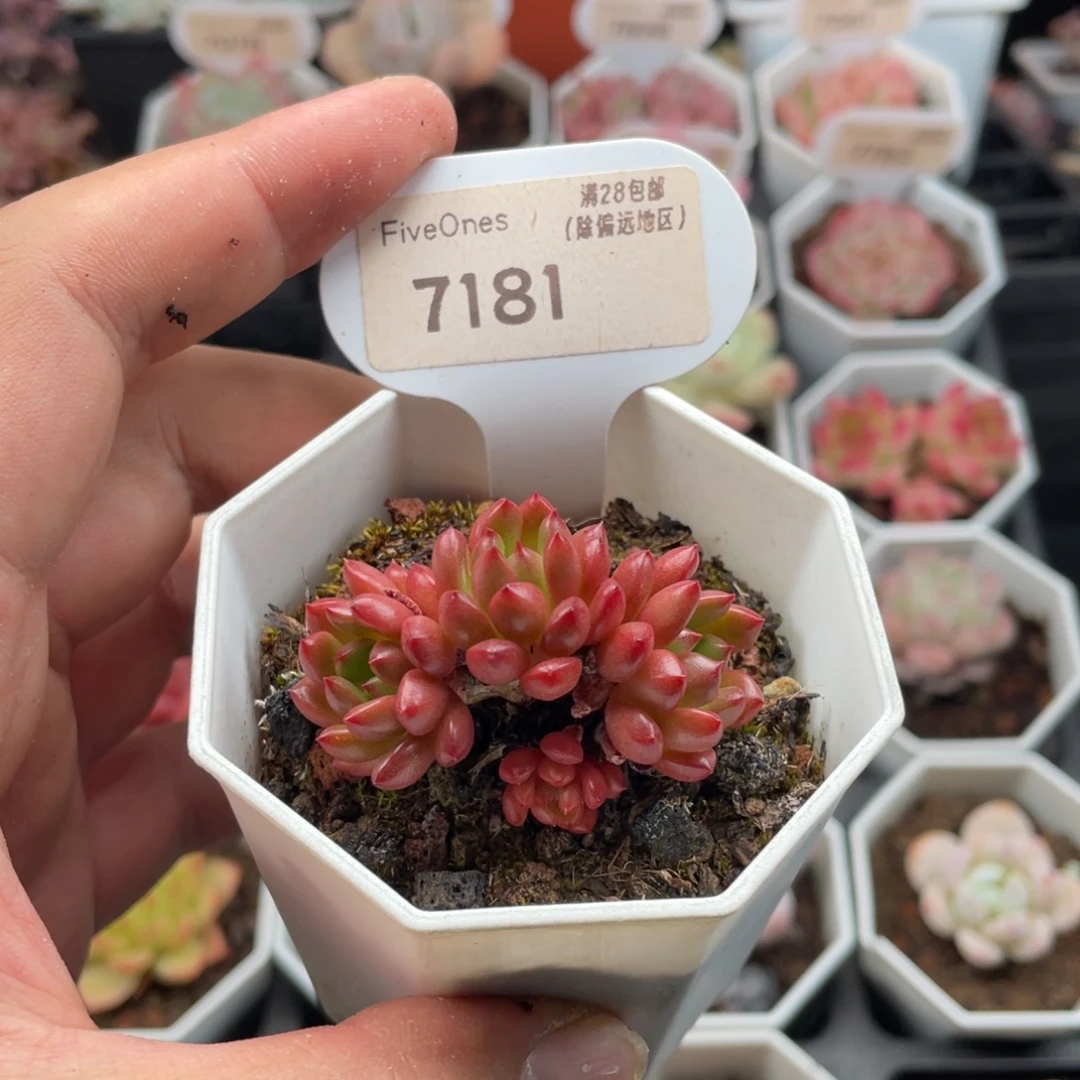 鸡血红宝石7181-4.5厘米