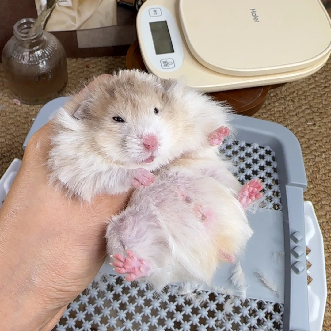 巧波弟弟8.26生日