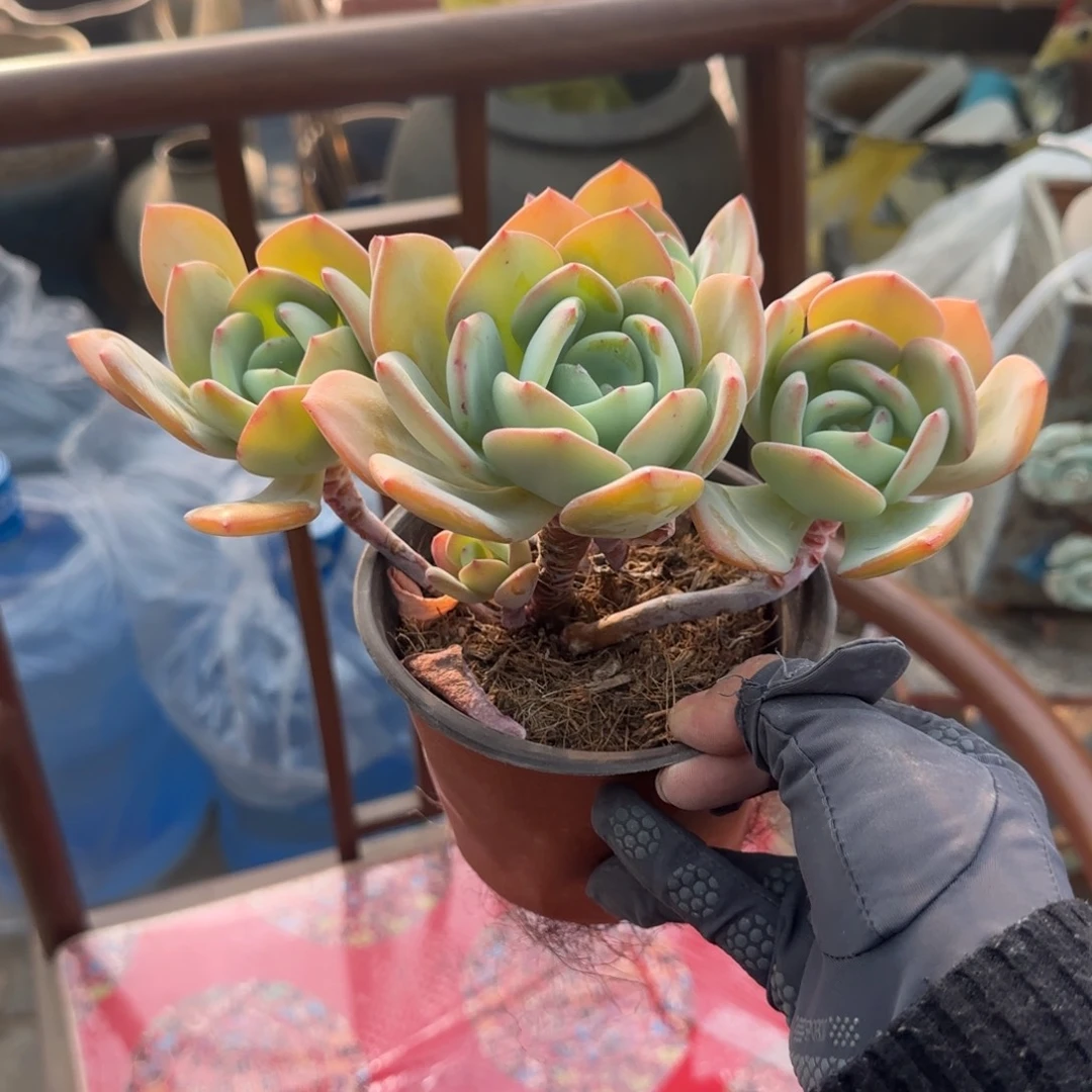 无花朵白月光中号