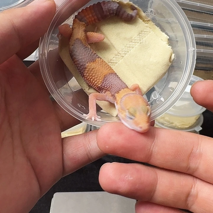 肥尾守宫玫瑰橘白，搞起开！