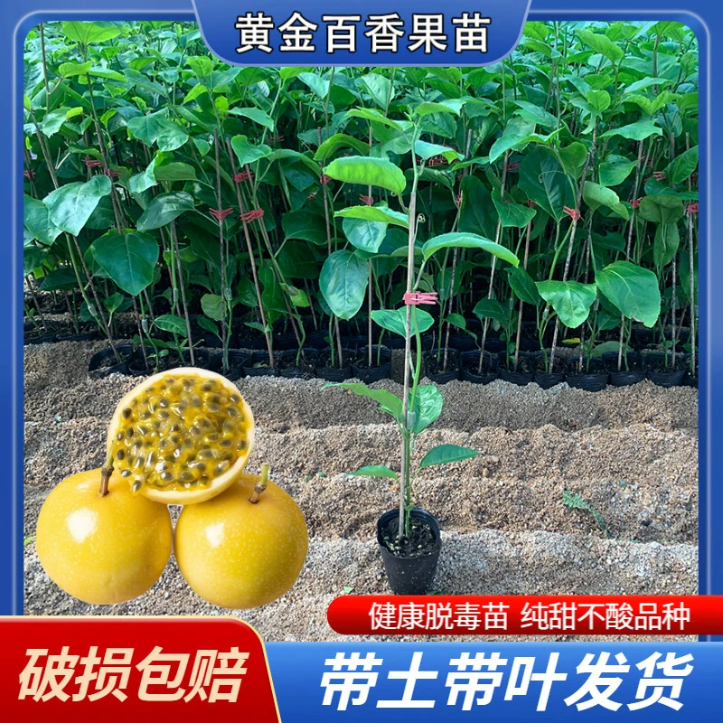 嫁接苗 正宗黄金9号百香果树苗四季种植当年结果盆栽带土带叶发货