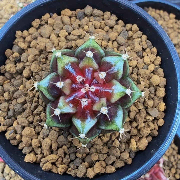 当前无花朵，栽培后可花朵