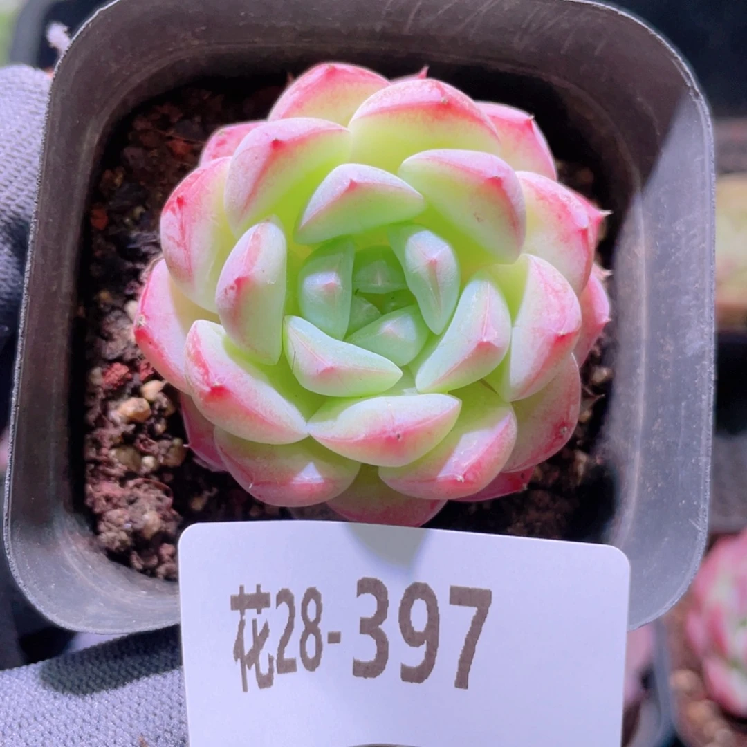 花利美28-397白桃汽水