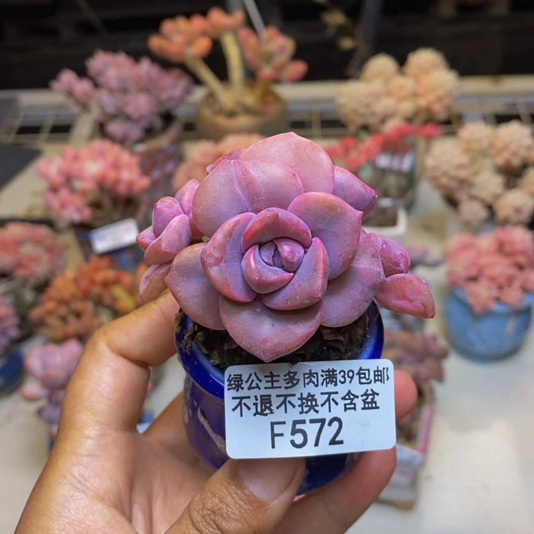 572彩虹糖多肉5cm