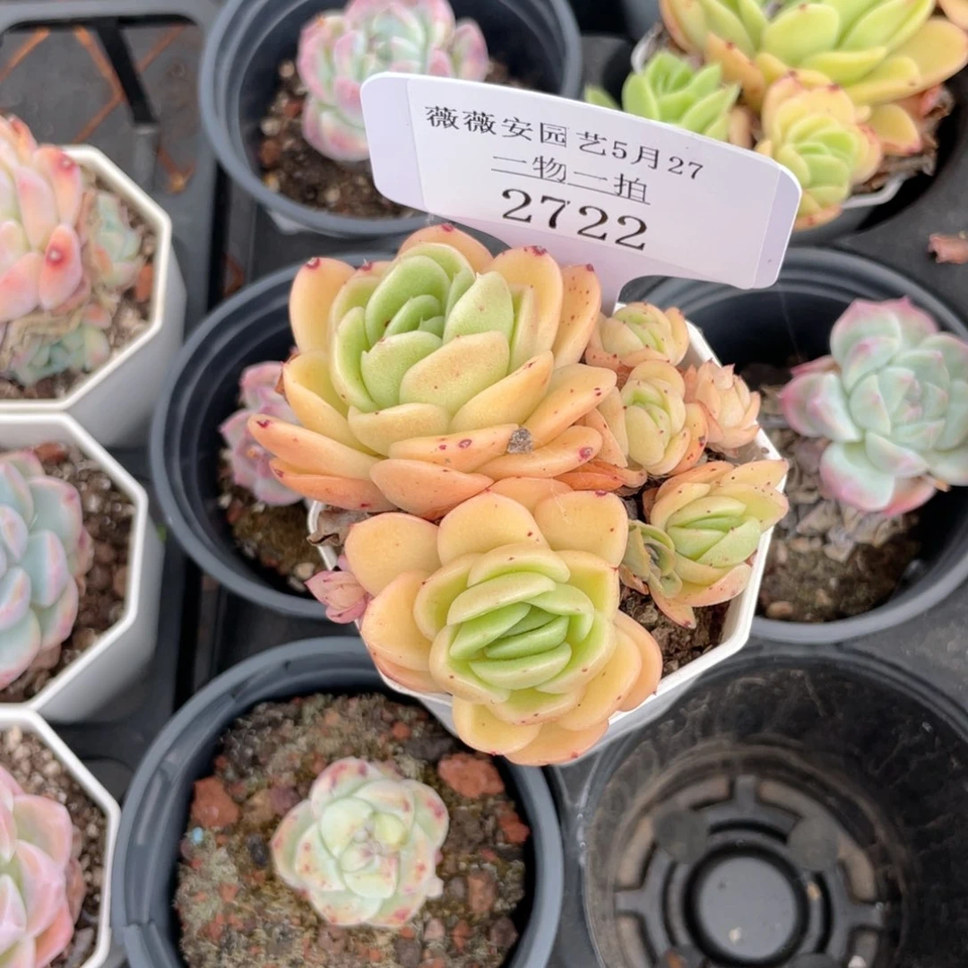 薇薇安园艺多肉2722