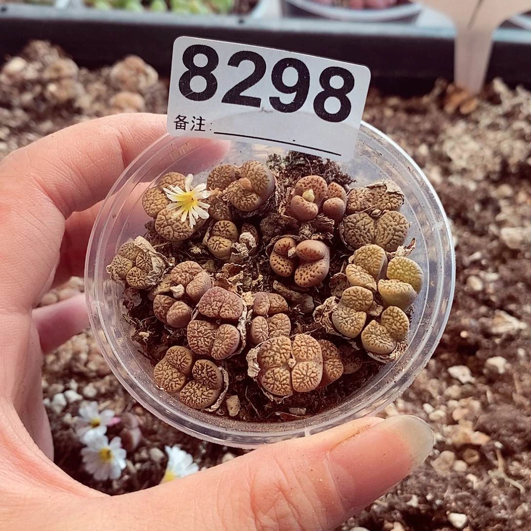 8298来了看看咯啦啦啦