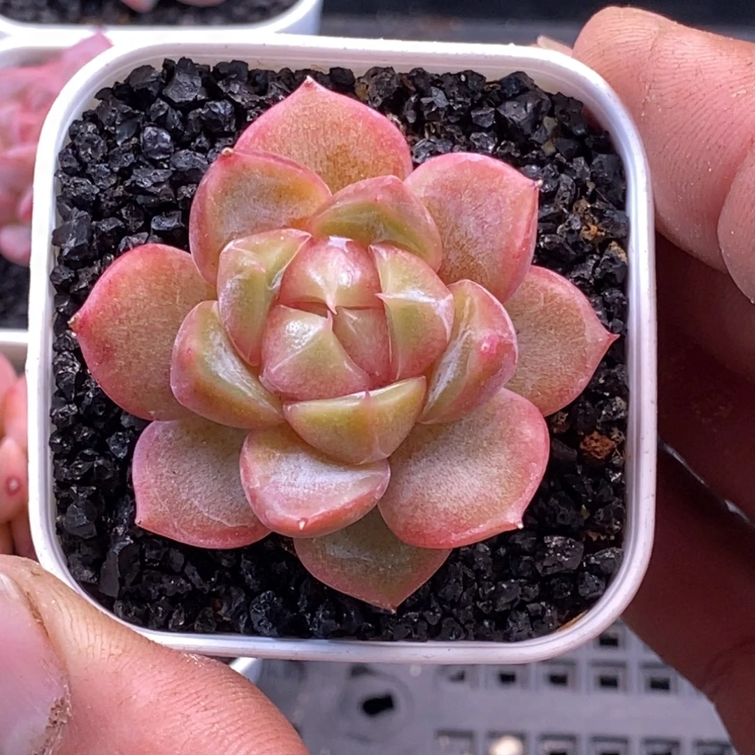 天官赐福百无禁忌