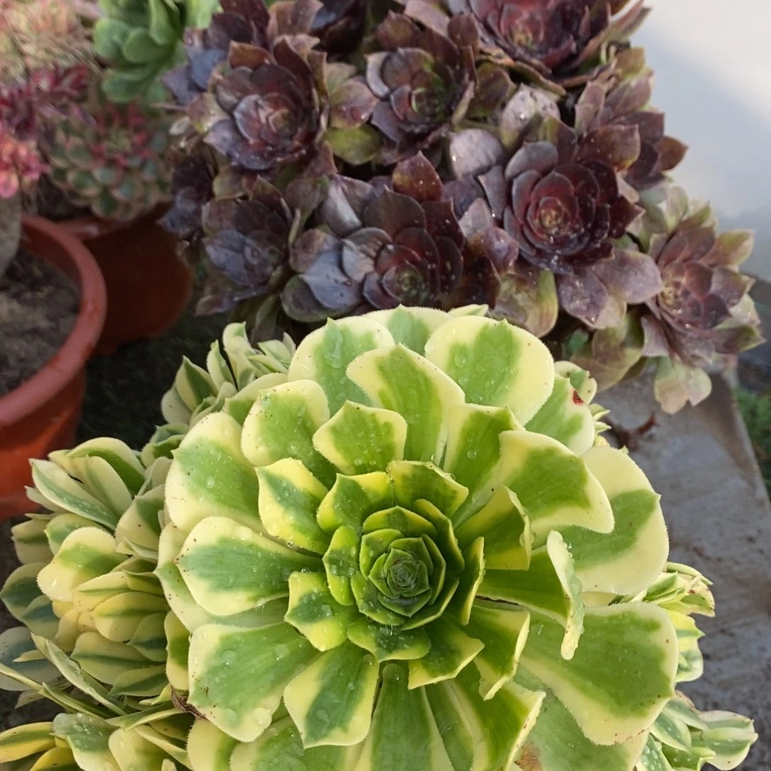 不开花植物金丝翡翠组合多肉1颗