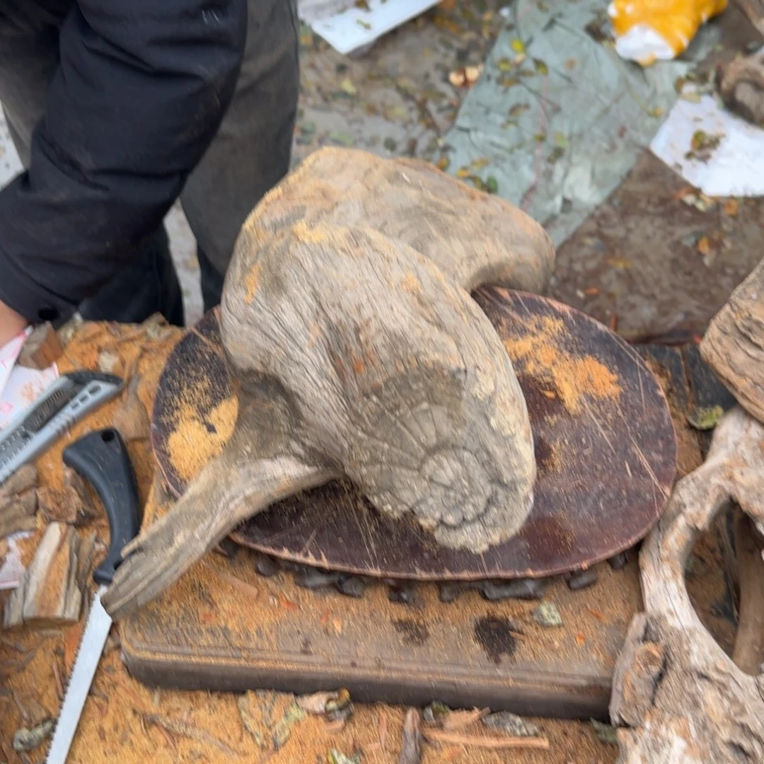 遵***车崖柏太行崖柏易县料