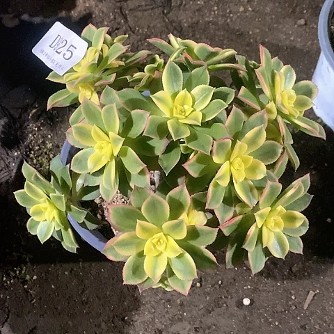 928艳日辉多肉发货叶片有黑斑