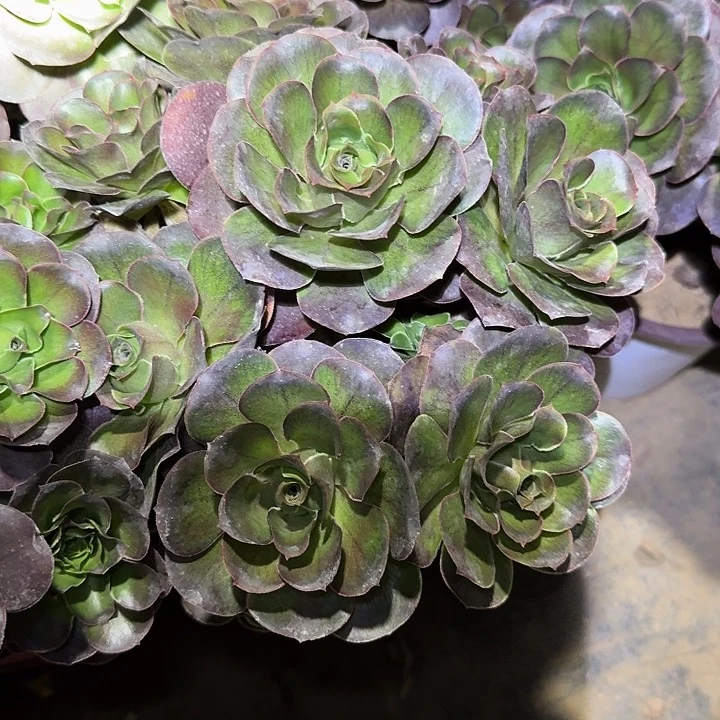 精品魅金玫瑰捧花亏本福利