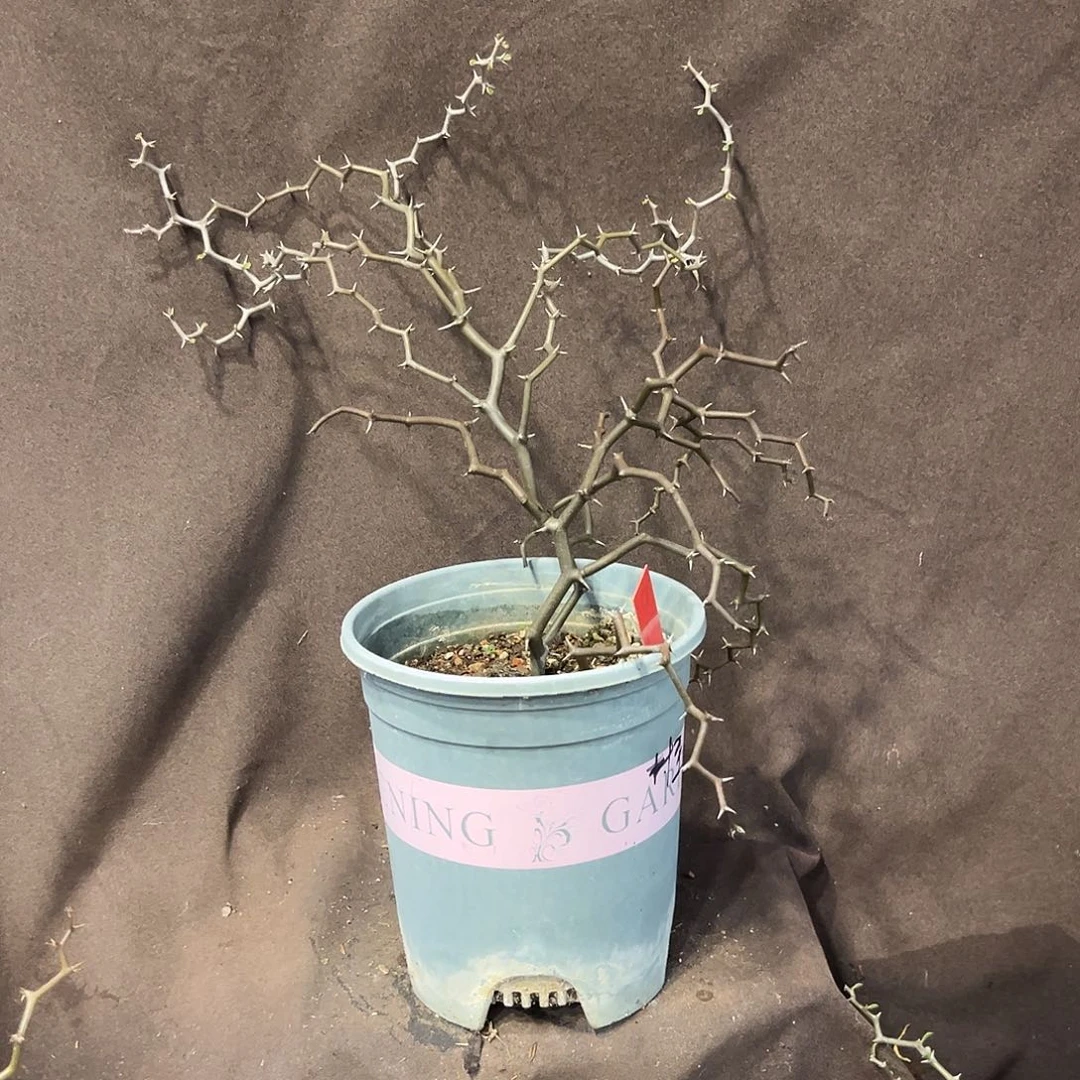 汤圆植物D24弯曲龙原价188