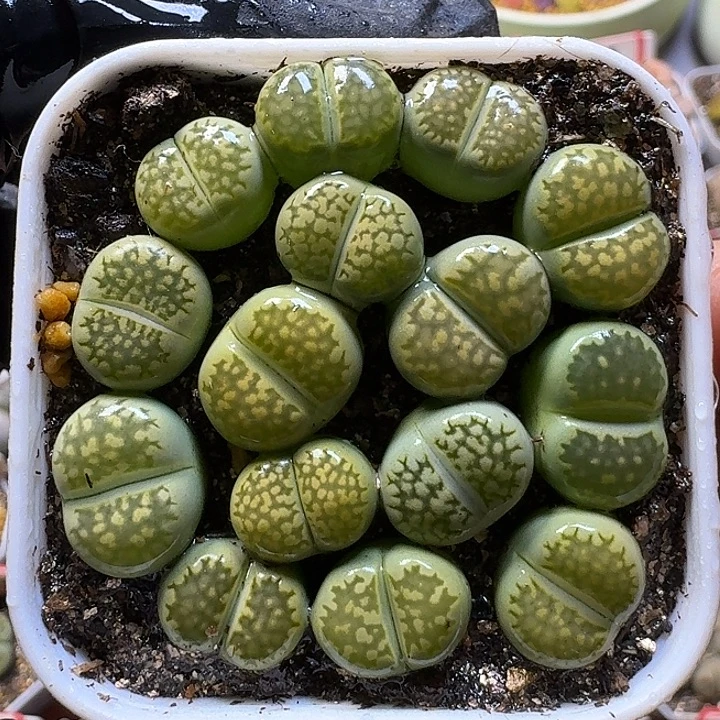 生石花111111。   177