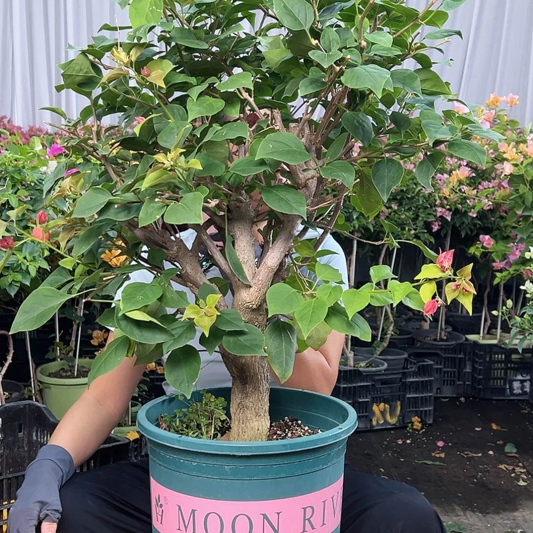 欧***田当前无花栽培后可以开花J90不甜