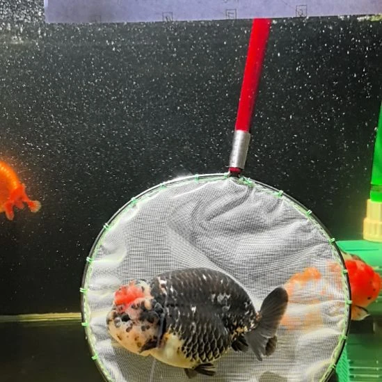 金鱼金鱼大头瘤大尺寸