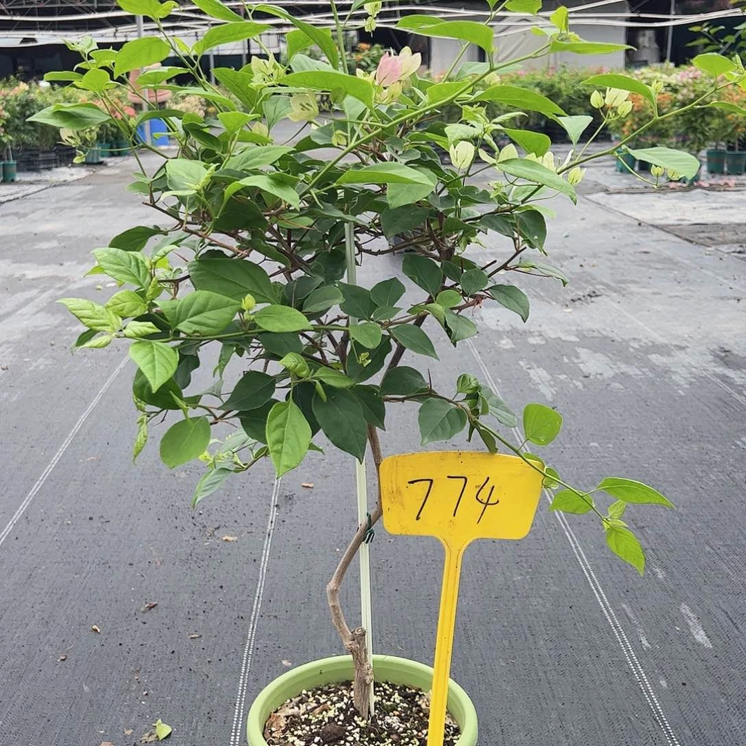 当前无花栽培后可以开花平****人774广红樱棒棒糖