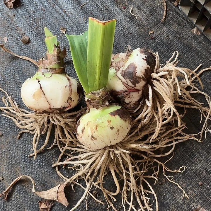 甜蜜三棵7左右有花剑包对版