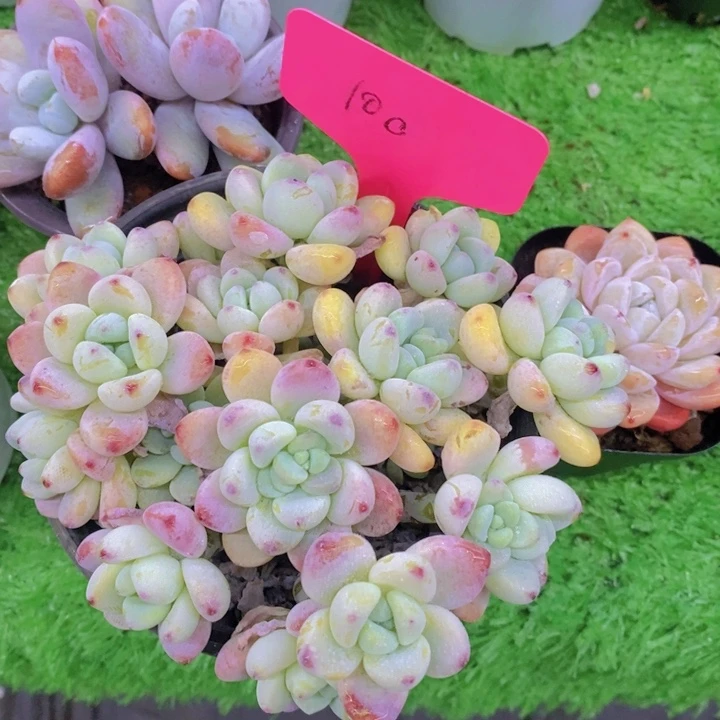 运****】多肉植物，开心多肉