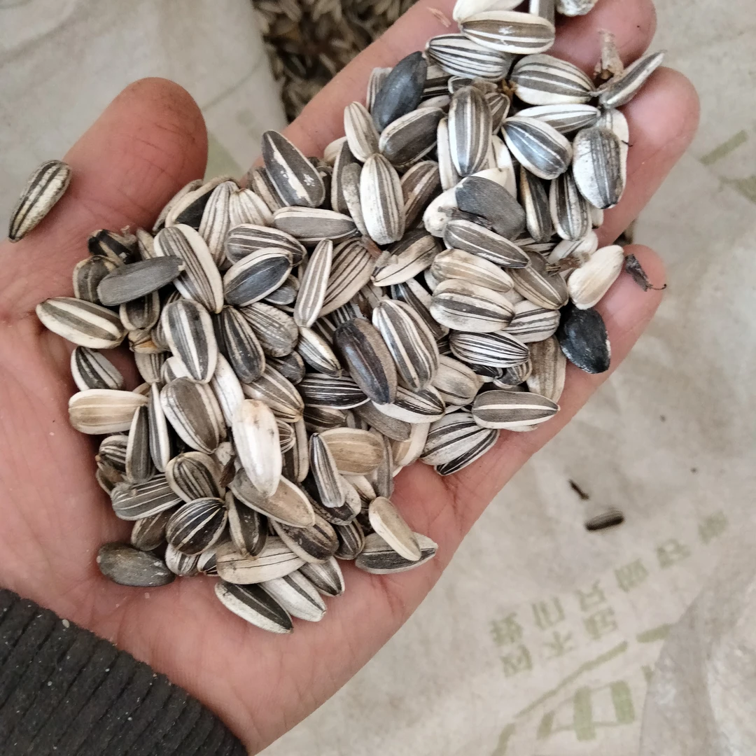 老式高杆向日葵生瓜子