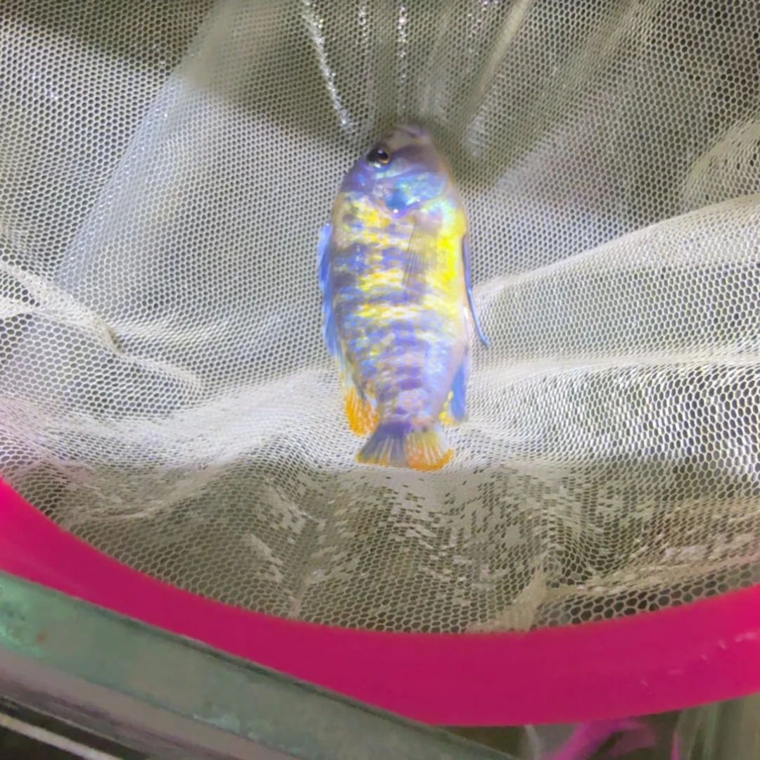 慈鲷鱼70号mbj 斑马mc黑纱