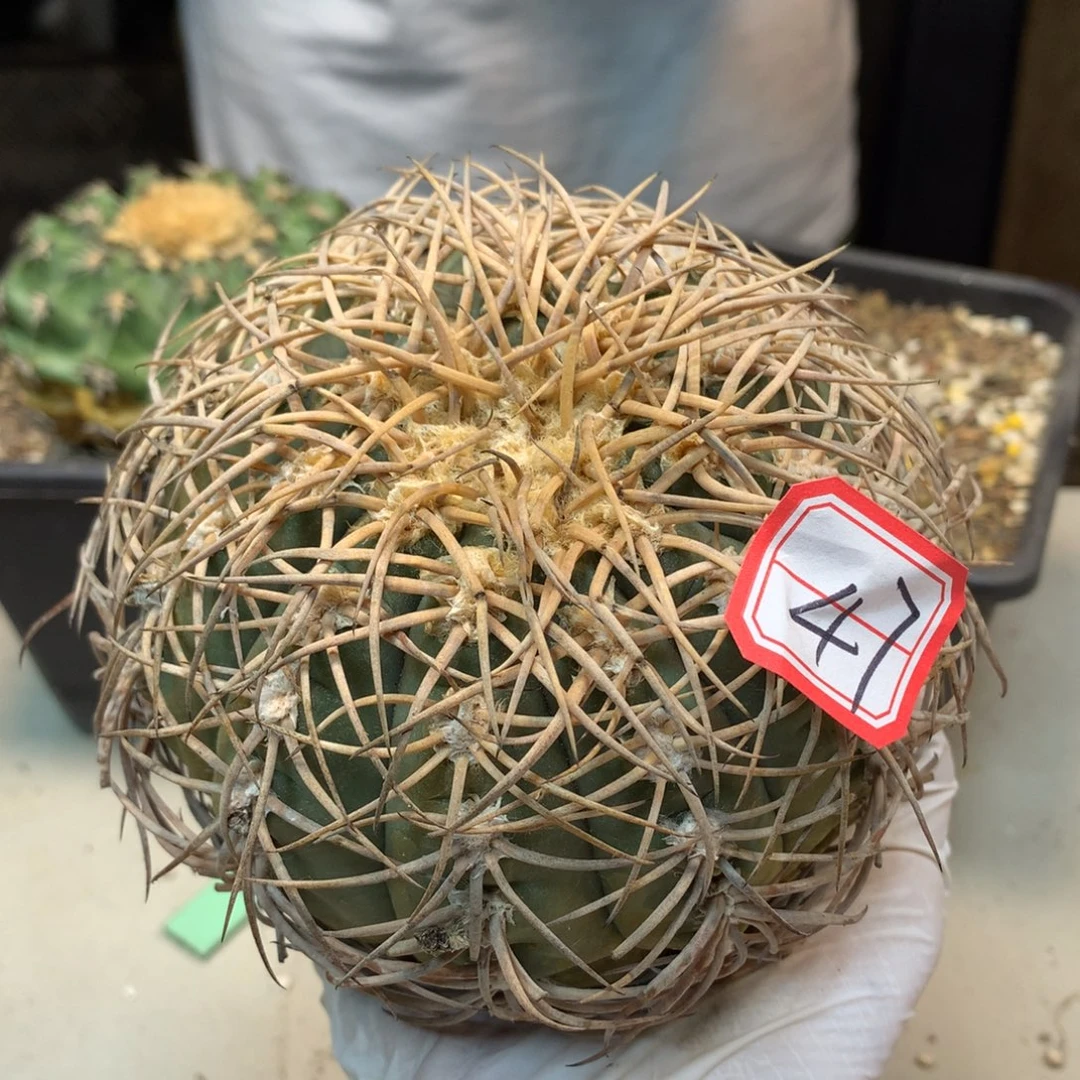 47号 苗接伏刺天平无根包发根