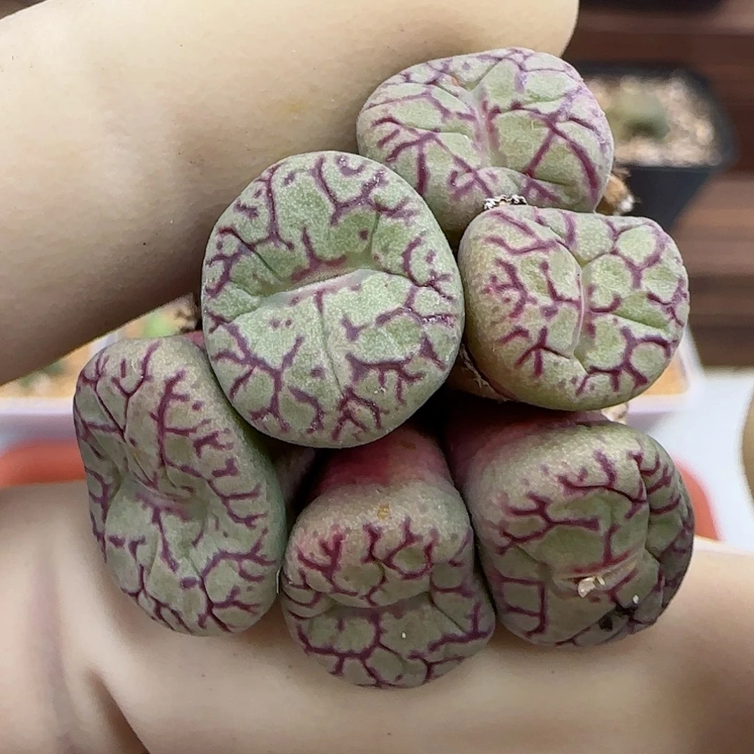 806福利福利福利