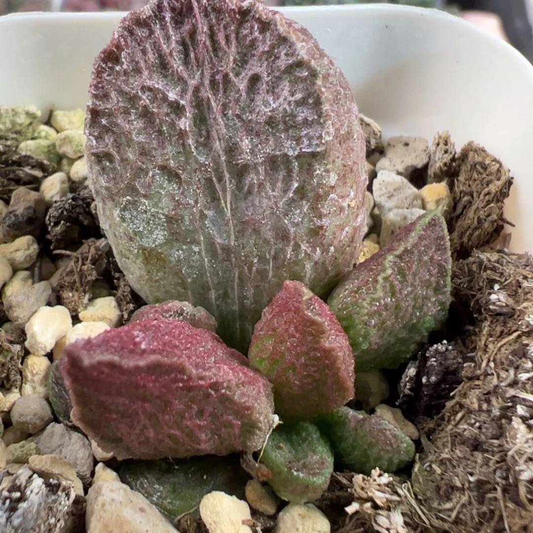 实生新品大苗多肉植物水泡