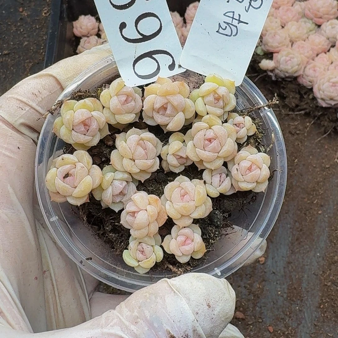 多肉植物多肉植物969量拍