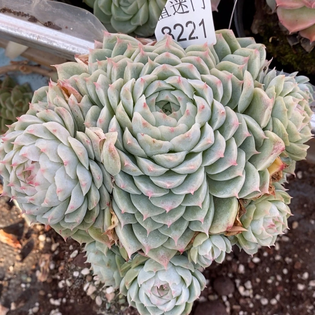 倚****杂交精品多肉8221~15厘米