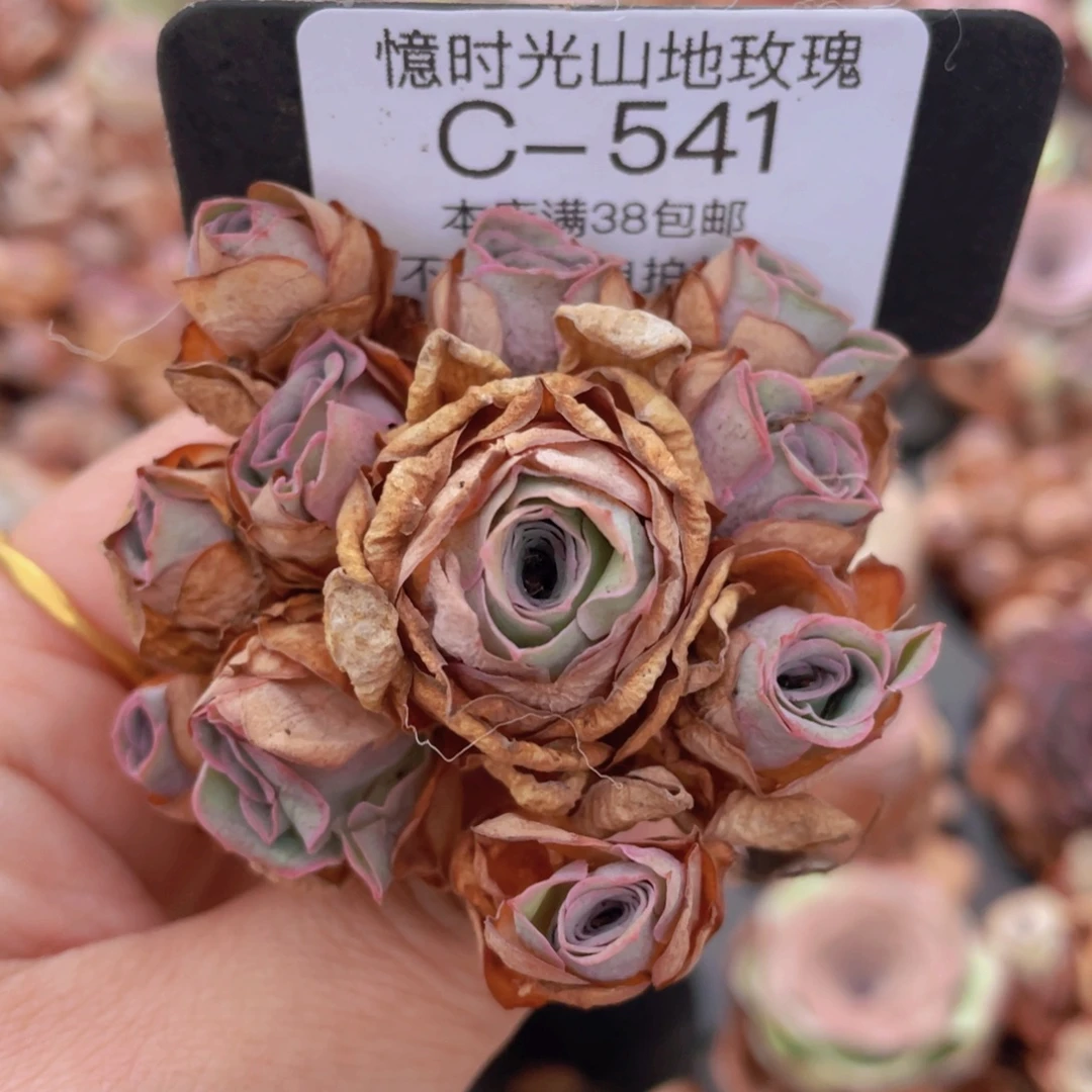 山地玫瑰C541裸根发货断枝不包损不售后