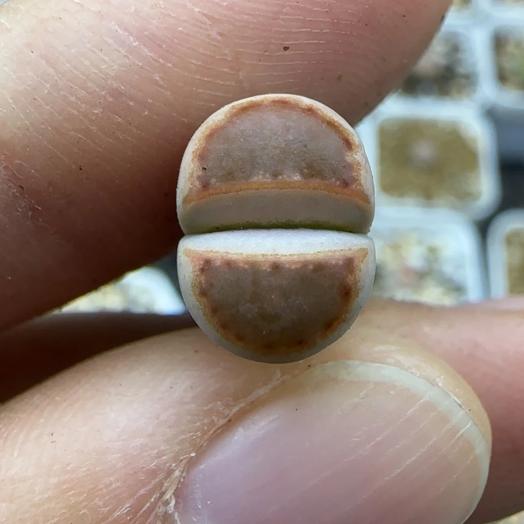 304黄金饼干稍有腿特30包邮
