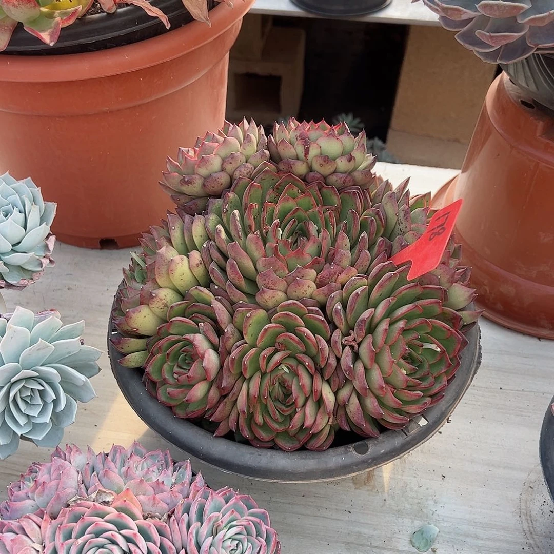 雨**晴178宝丽安娜多肉植物