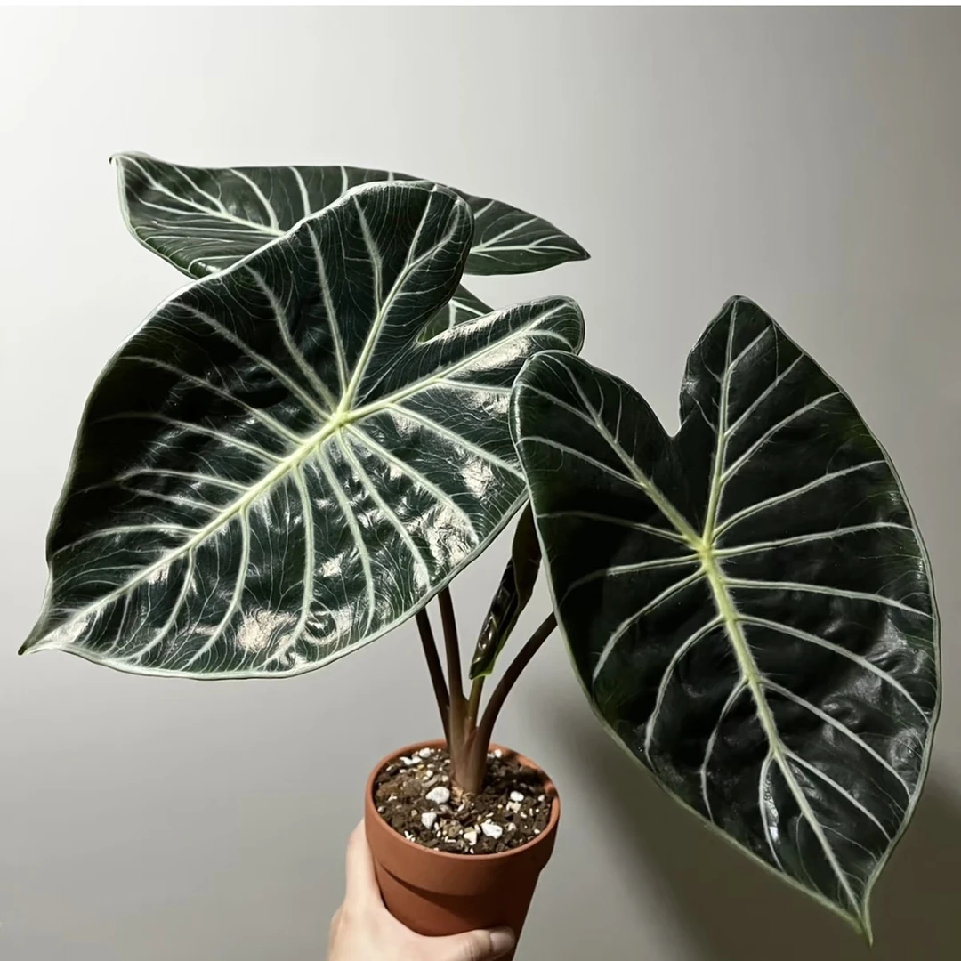 苏拉威西海芋进口稀有北欧室内观叶植物热带绿植盆栽好养