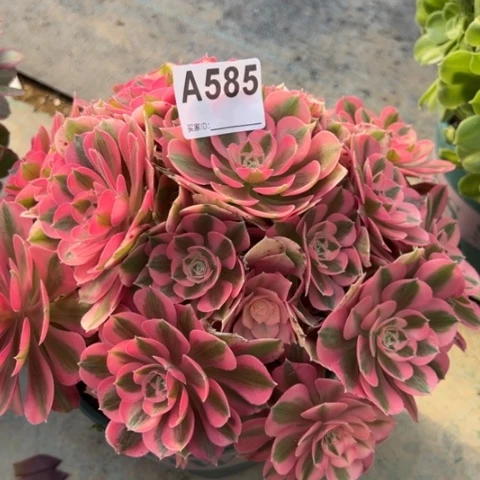 585女巫23厘米左右