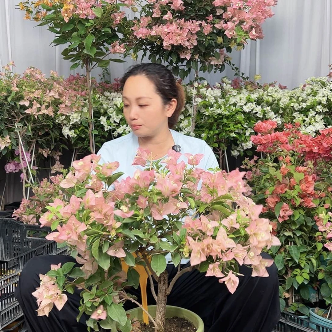 秋****当前无花栽培后可以开花K38卡雅塔