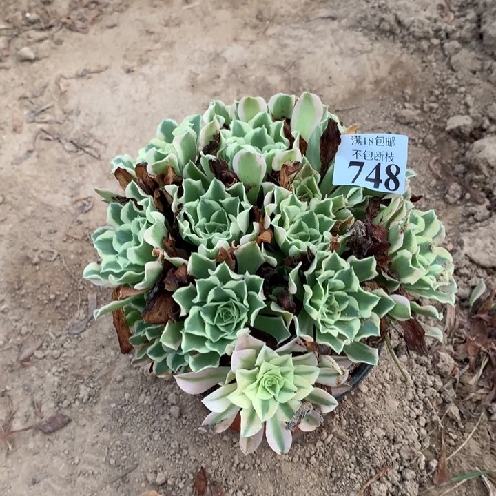 748白凤绣球4号棚