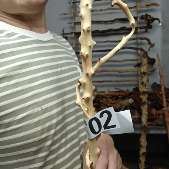 余***哥香榧木高山 檬子木文玩料