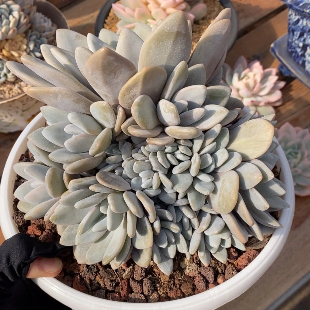 粉兔自然群30头多肉植物