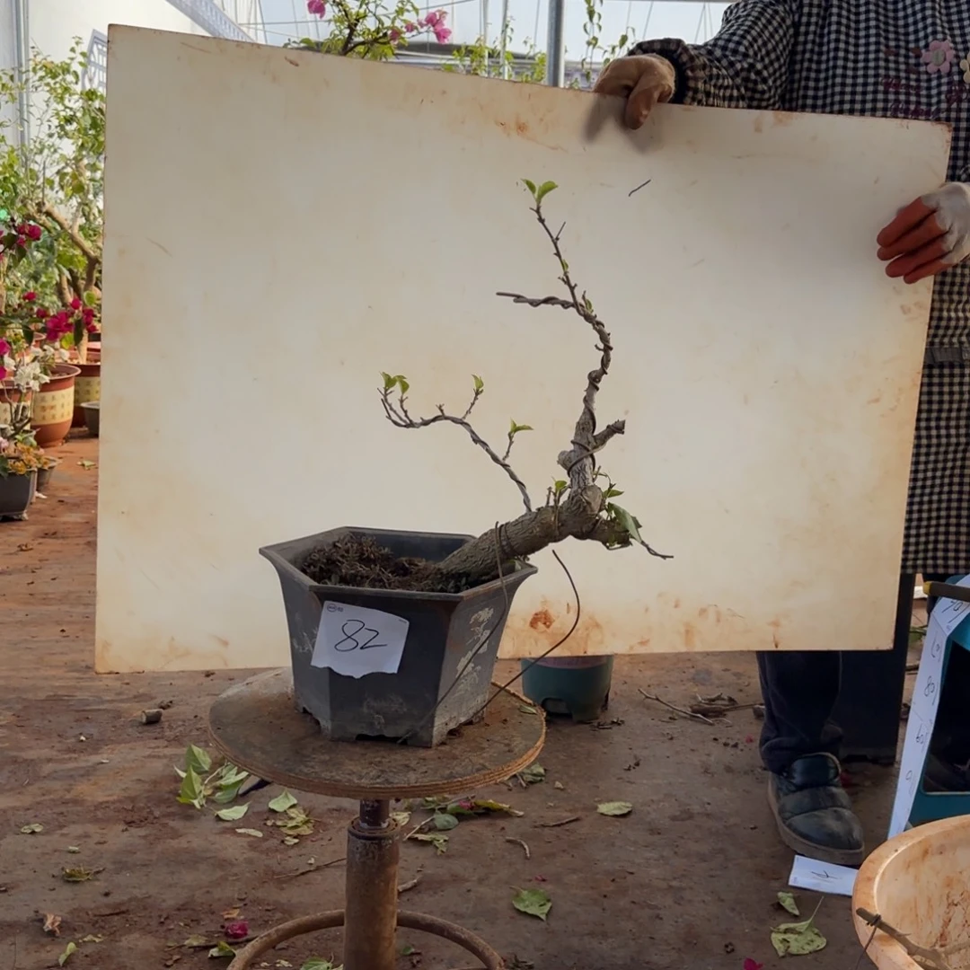 大部分开放少量花苞金夫人82脱